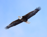 Bald Eagle overhead, Soda Butte Canyon, Yellowstone National Park