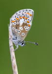 Brown Argus