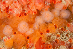 Colourful sea squirts