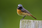 Common & Black Redstarts portfolio