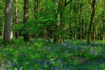 Oak Woodland Bluebells
