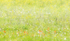 JUNE MEADOW #3, 2017 - BRUCE COUNTY