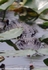 FLR007: American Alligator