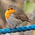 BBG-04-Robin on a rope, Oban, Argyll
