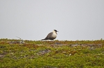 Long-tailed Skua