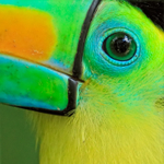 Keel-billed Toucan close-up, Costa Rica