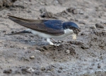 House Martin portfolio