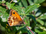 Gatekeeper