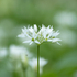 14th April Wild Garlic  Spider