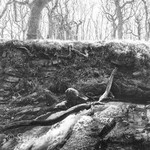 Halstock Wood Dartmoor UK
