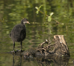 Coot (Juvenile)