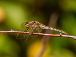 Common Darter