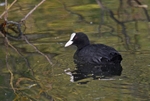Coot