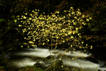 Afon Clywedog 2