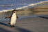 Juvenile African Penguin, Foxy Beach, South Africa