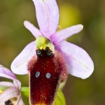 Crescent Ophrys (Ophrys lunulata) -a Sicilian endemic
