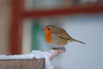 Robin
