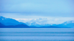 Juneau and Humpbacked Whales-309