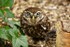 Burrowing Owl (© Andy Millikin)