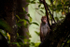 Macaque Monkey in Jungle in Ella Sri Lanka 7