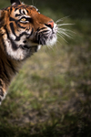 Sumatran Tiger