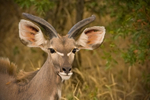 Kudu portrait