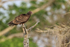 Turkey Vulture, Blue Cypress Lake, Florida