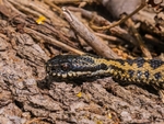 Adder