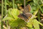 Brown Argus