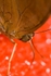 Butterfly3