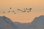 Brünnich's Guillemot portfolio