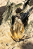 Meerkat - DSC_0800
