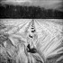 SILK FIELD