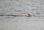 Otter