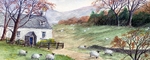 Sheep grazing