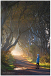The Mysterious Tunnel, Dark Hedges (IMG0922)