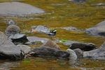 Pied Wagtail