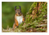 Red Squirrel