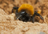 Andrena clarkella (f)