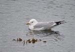 Common Gull