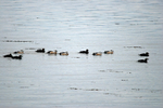 Steller's Eiders