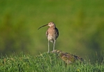 Curlew