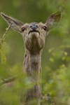 Red Deer, Hind. Isle of Mull, Scotland