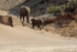 Cow Coaxes Calf