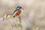 Kingfisher Alcedo Atthis066