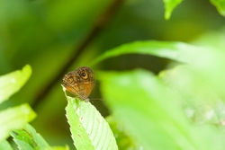 Glad Eye Bushbrown