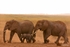 _M7B0146 Amboseli