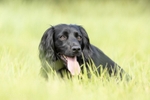 Nellie portfolio