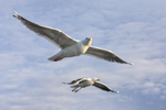 Two Herring Gulls alongside boat, Flatanger, Norway