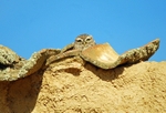September 2010 - Little Owl